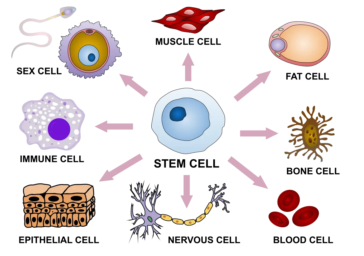 Illustrazione della differenziazione delle cellule staminali in cellule specializzate del sangue, nervose e muscolari
