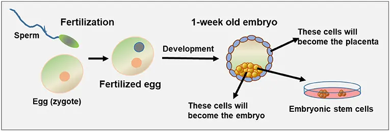 Un diagramma dettagliato che mostra il processo di derivazione delle cellule staminali da un embrione