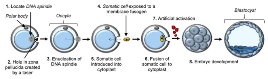 Un diagramma che illustra il processo delle tecniche di ricerca sulle cellule staminali come il trasferimento nucleare di cellule somatiche, la creazione di iPSC e l'uso di ESC