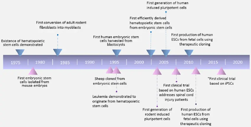 Cronologia della ricerca sulle cellule staminali