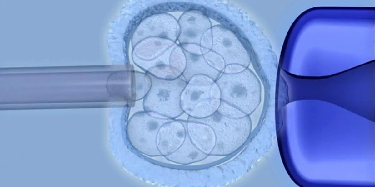 processo di divisione e differenziazione delle cellule staminali.