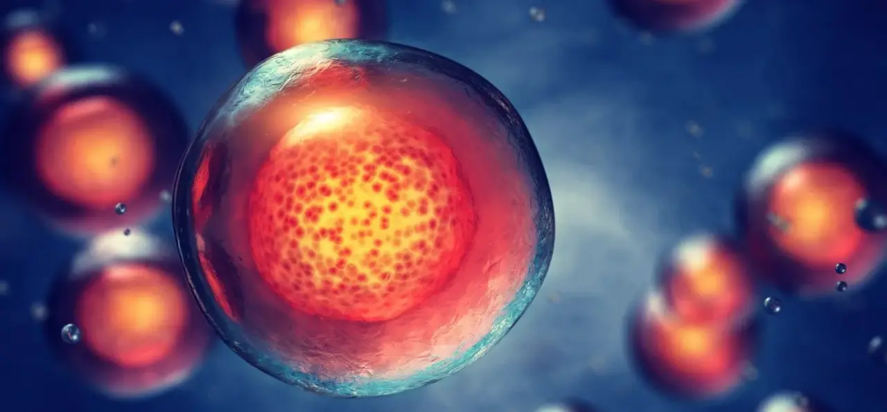 Comprendere i diversi tipi di cellule staminali