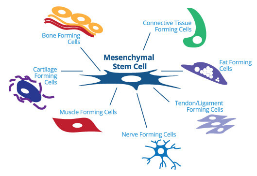 Schema delle cellule staminali mesenchimali che si differenziano in tessuto nervoso, muscolare e cartilagineo