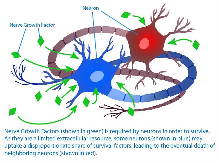 Le neurotrofine NGF e BDNF sostengono la crescita e la sopravvivenza dei neuroni
